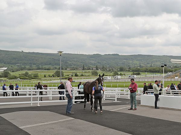 The quality Tattersalls Cheltenham May Sale catalogue features 32 lots 